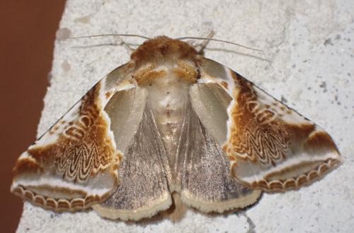Habrosyne pyritoides